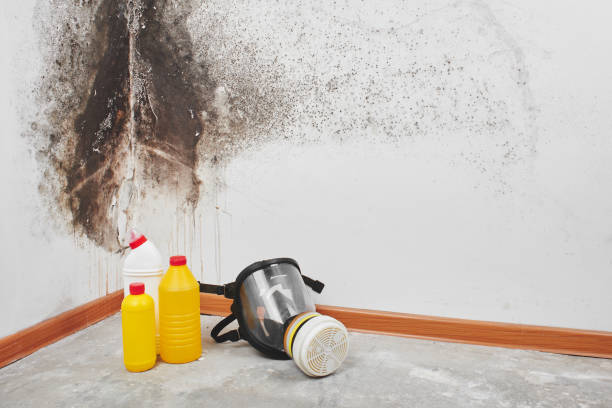 Best Mold Testing and Removal  in Riverbend, WA
