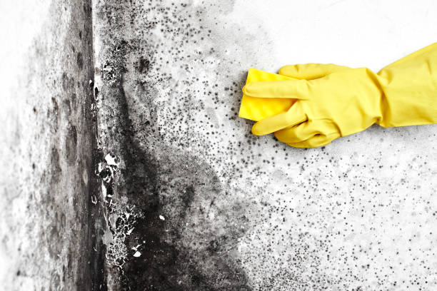 Best Mold Removal Company Near Me  in Riverbend, WA