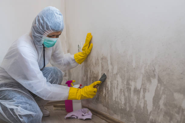 Attic Mold Removal in Riverbend, WA
