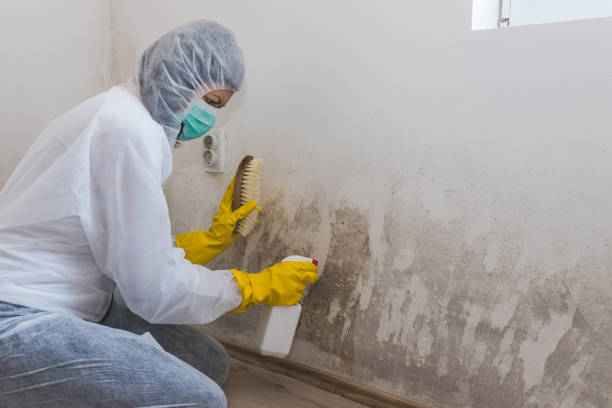 Best Toxic Mold Removal  in Riverbend, WA