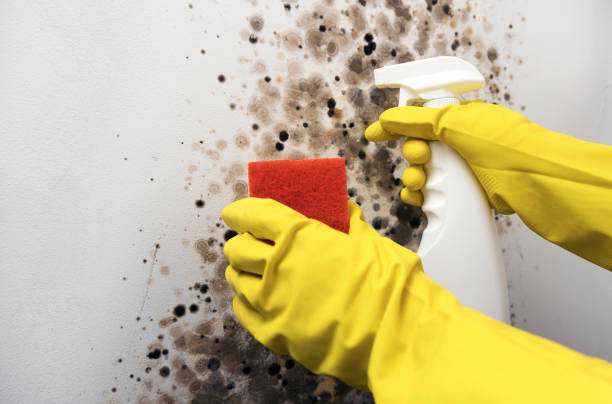 Mold Removal and Inspection in Riverbend, WA