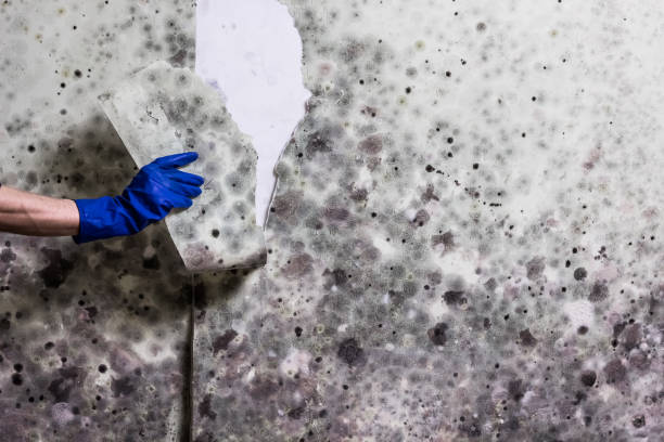 Best Fast Mold Removal  in Riverbend, WA